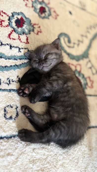 Отдам котят в добрые руки