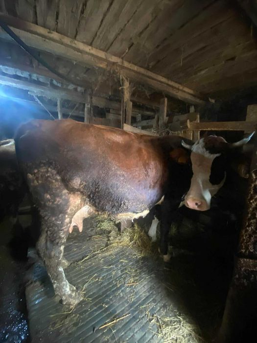 Vanzari animale vaca