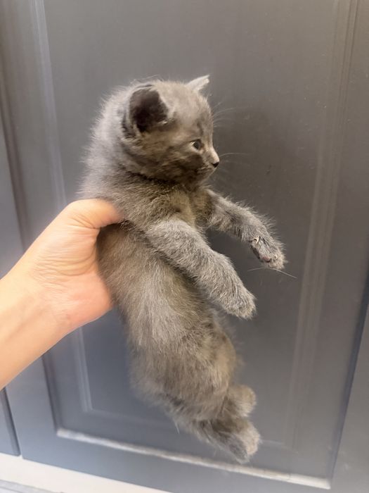 котятааа 1 месяц
