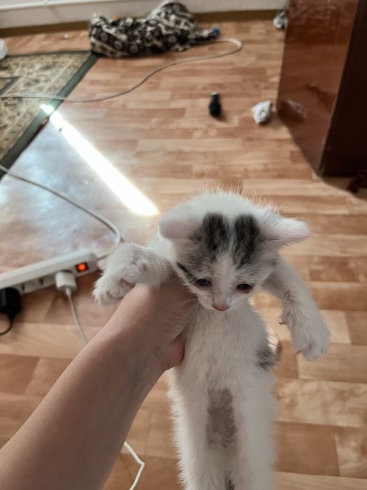 Кошка бесплатно!