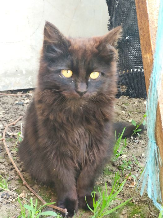 Отдам в добрые руки пушистика!