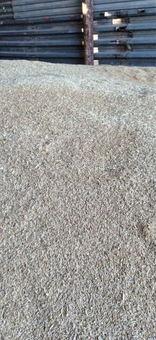 Ячмень семенной местный