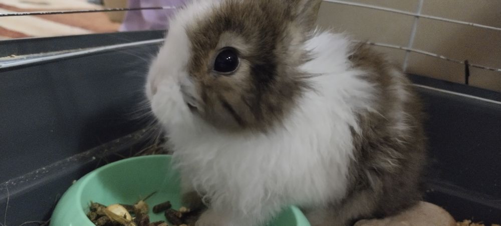 Отдам даром декоративных  кроликов в хорошие руки