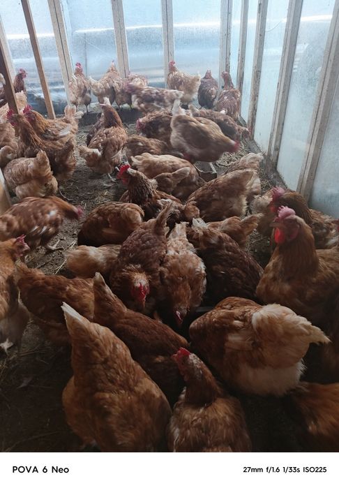 Куры ломан браун