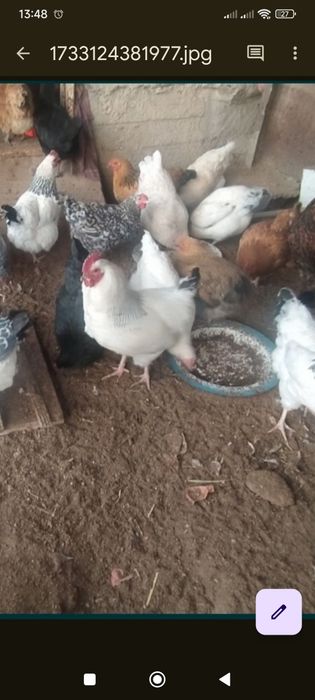 Яйца кур на инкубацию