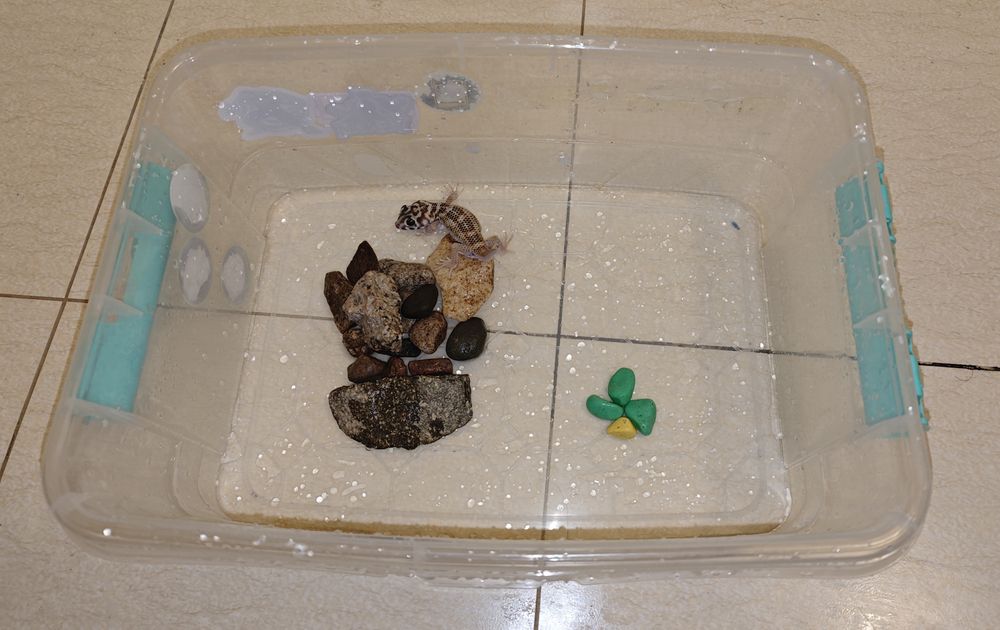 Геккон сцинковый с контейнером