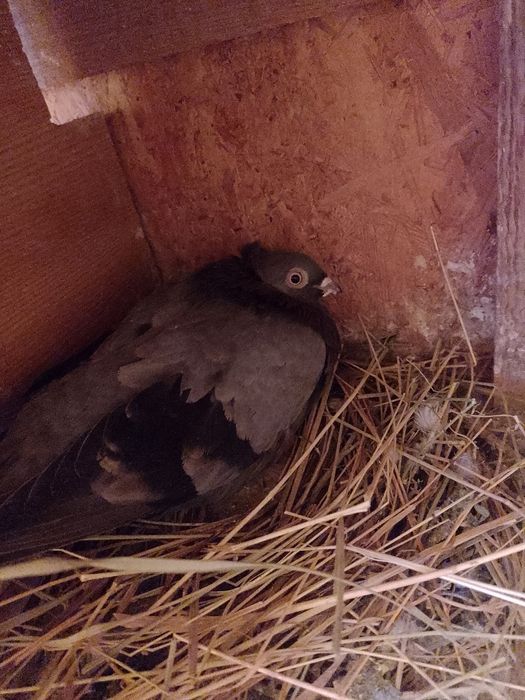 Vând sau schimb jucători moțați și gălățeni disponibili