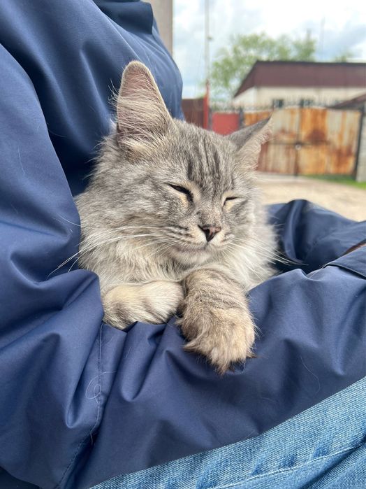 Найдена кошка домашняя