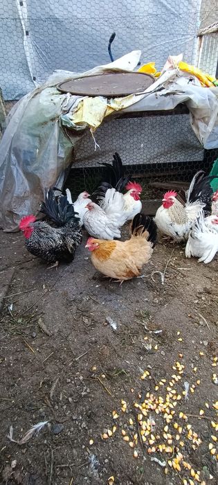 Cocosi chabo de anu asta