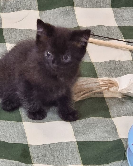 Котята скоттиш страйт