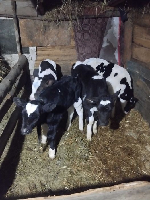 Vând 4tauras de 3.4 saptamani