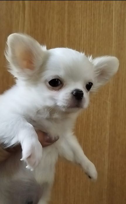 Чихуахуа миник девочка