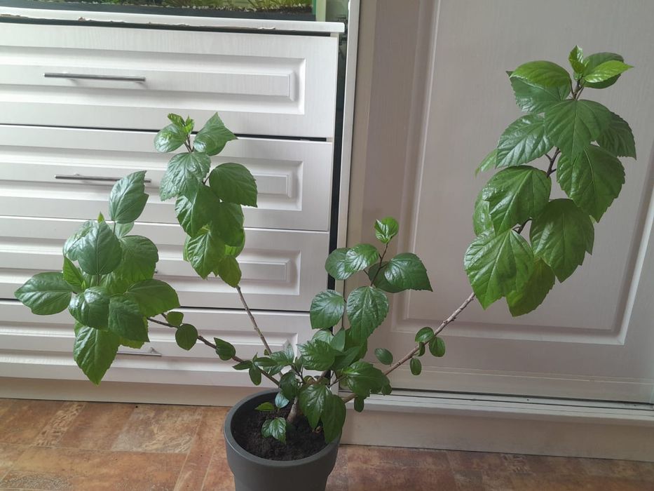 Гибискус комнатный цветок