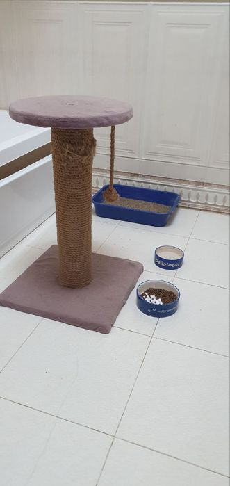 СРОЧНО! Шотландская вислоухая голубо-глазая ,,Скоттиш-фолд'' цена за в