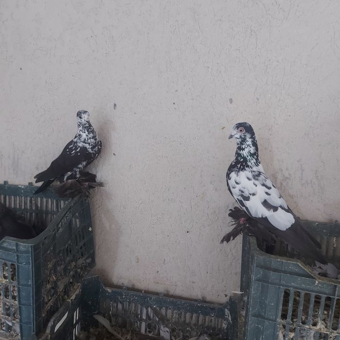 Соч пара гатовый лет с игрой