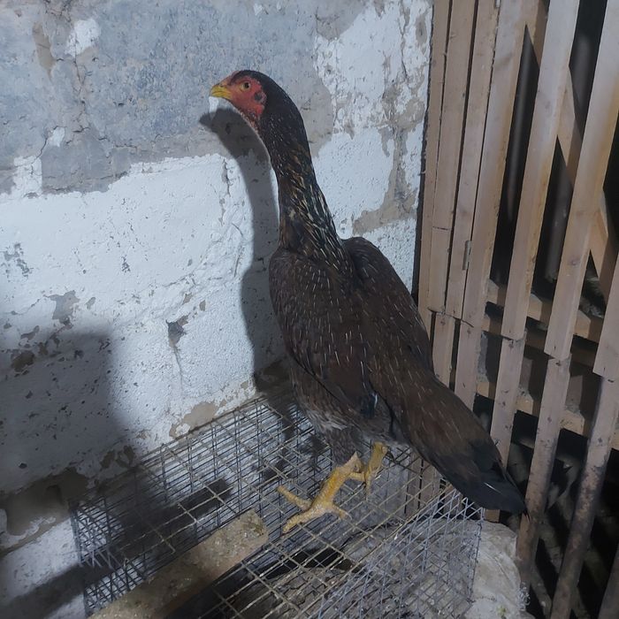 Корейц хинт 1.5 год крупный