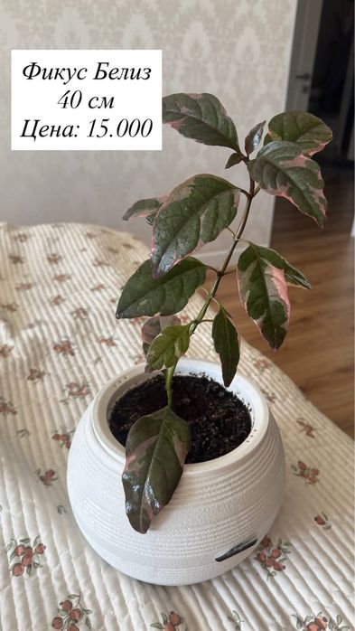 Продам домашние цветы