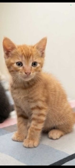 Отдам котёнка породистого