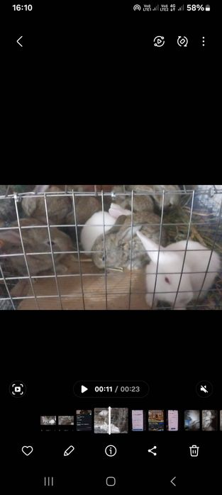 Қояндар сатылады