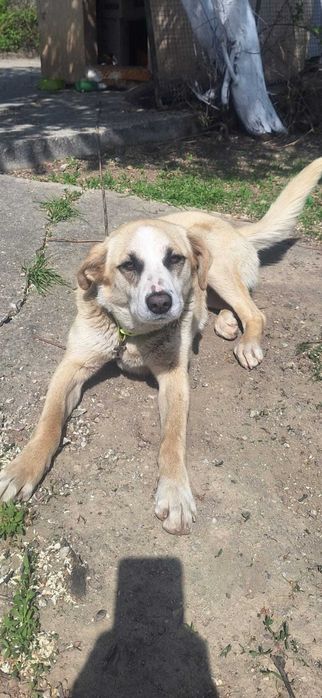 Catelusa pentru adoptie