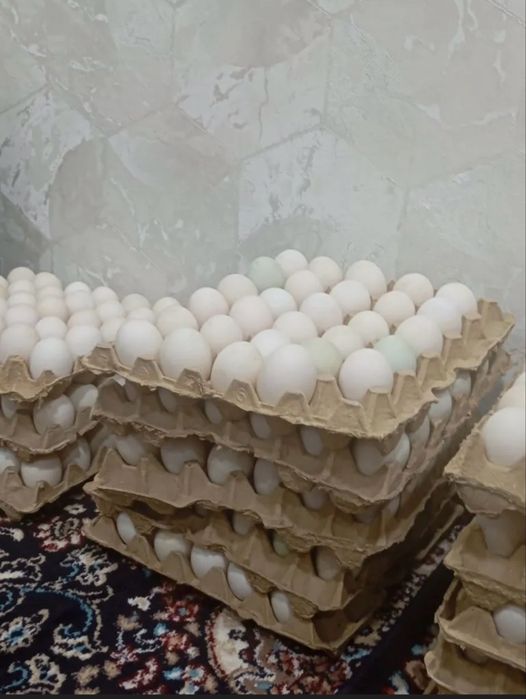 Урдак ва Гоз тухуми сотилади