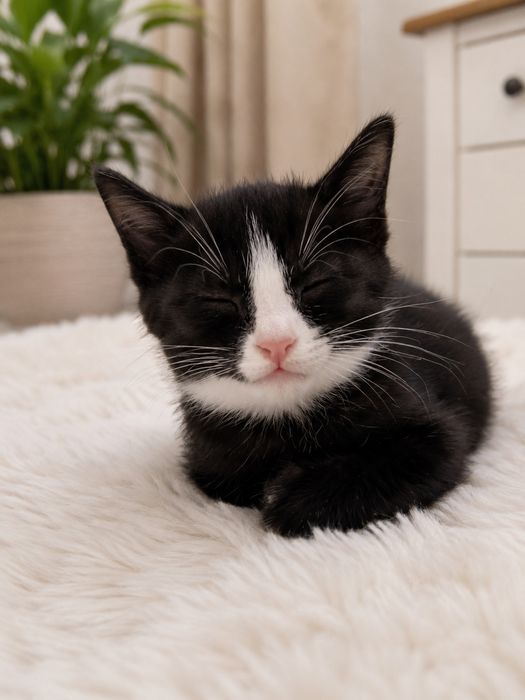 Котенок 1,5 месяца