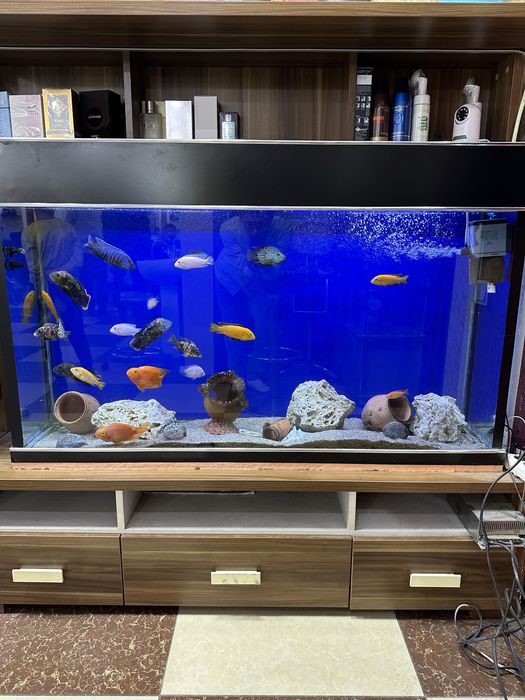 Аквариум,Baliqlar