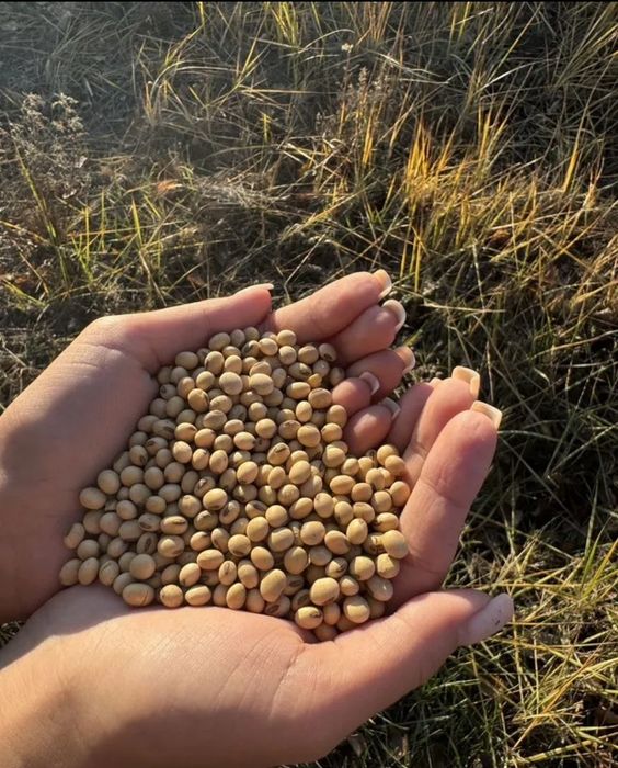 Семена Соя под глифосат, Канадский сорт Сои