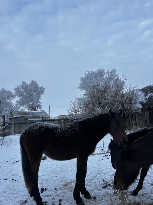 Құнан 1.5 жаста екеуі