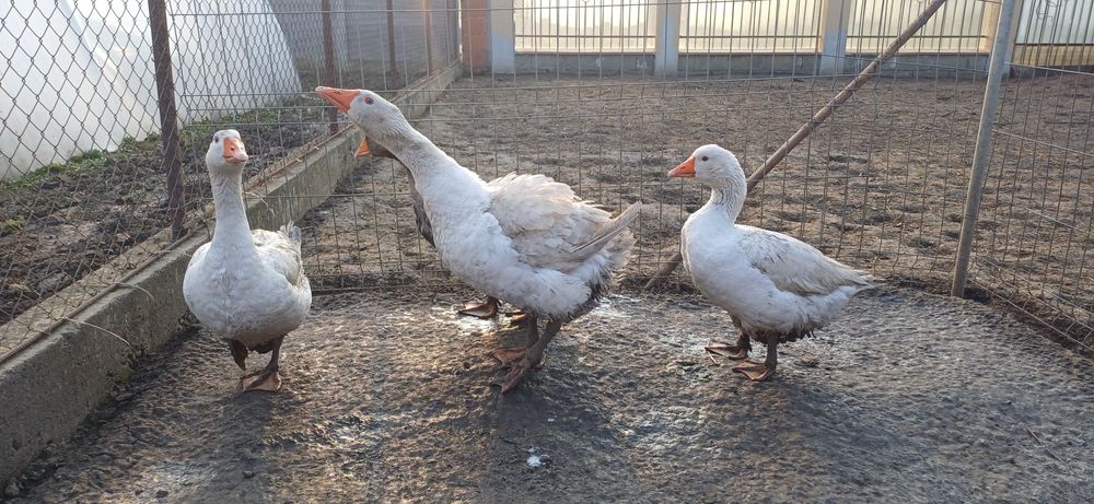 Gaste 3 gaste si un gascan