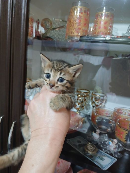 Отдадим котят в добрые руки