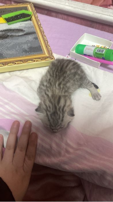 Продам катять скотиш фолд