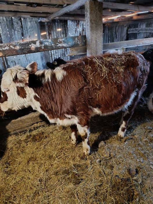 Продам  пять телок