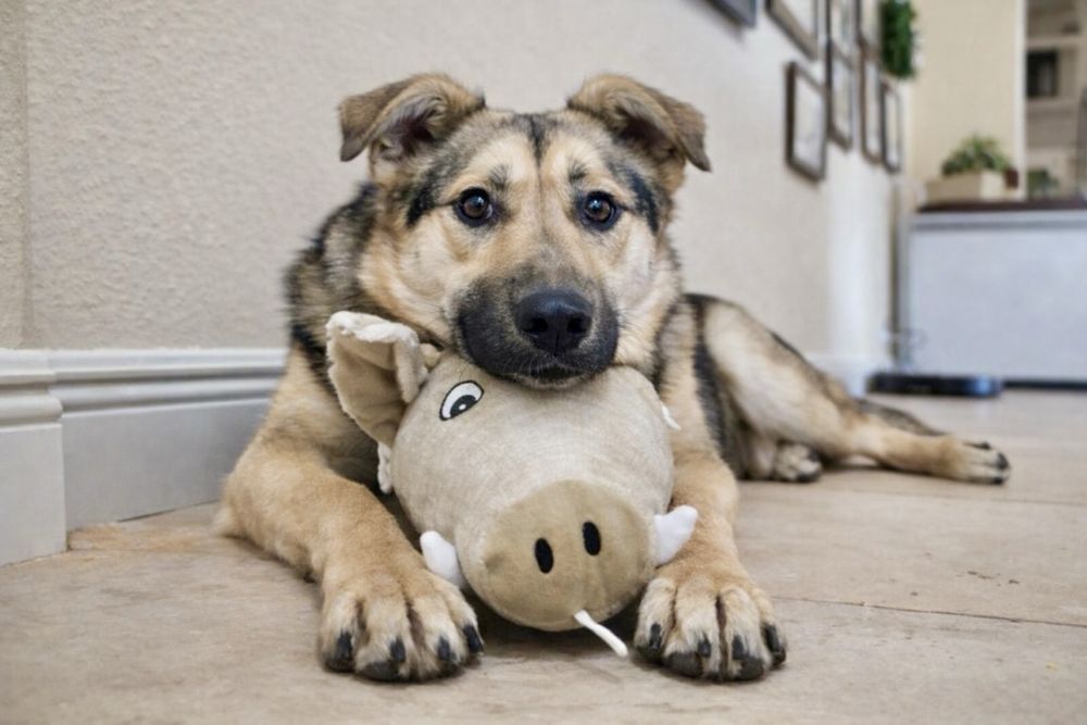 Собака мечты — спокойная, умная, добрая