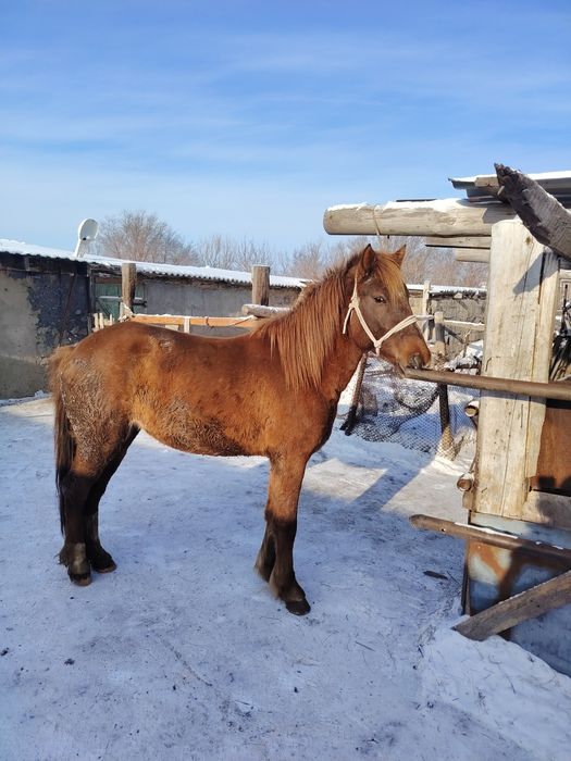 Жыкылар сатылады