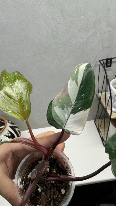 Комнатные растения(филодендрон White Wizard)