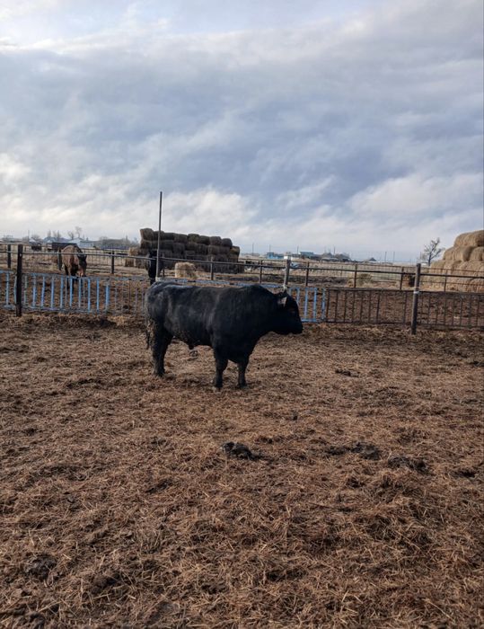 Продаётся бык-производитель