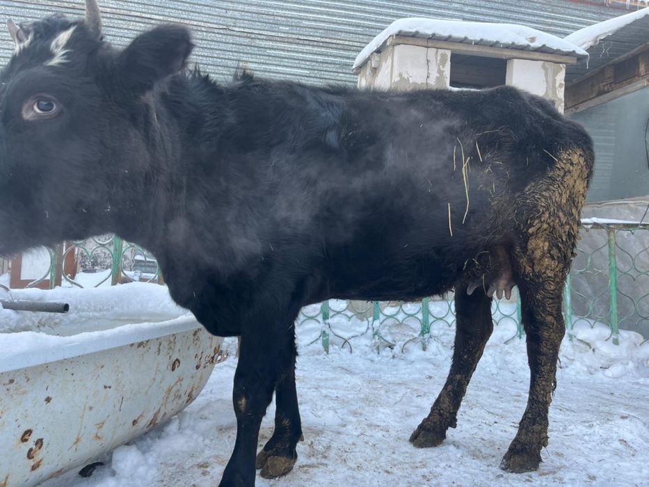 Сиыр сатылады