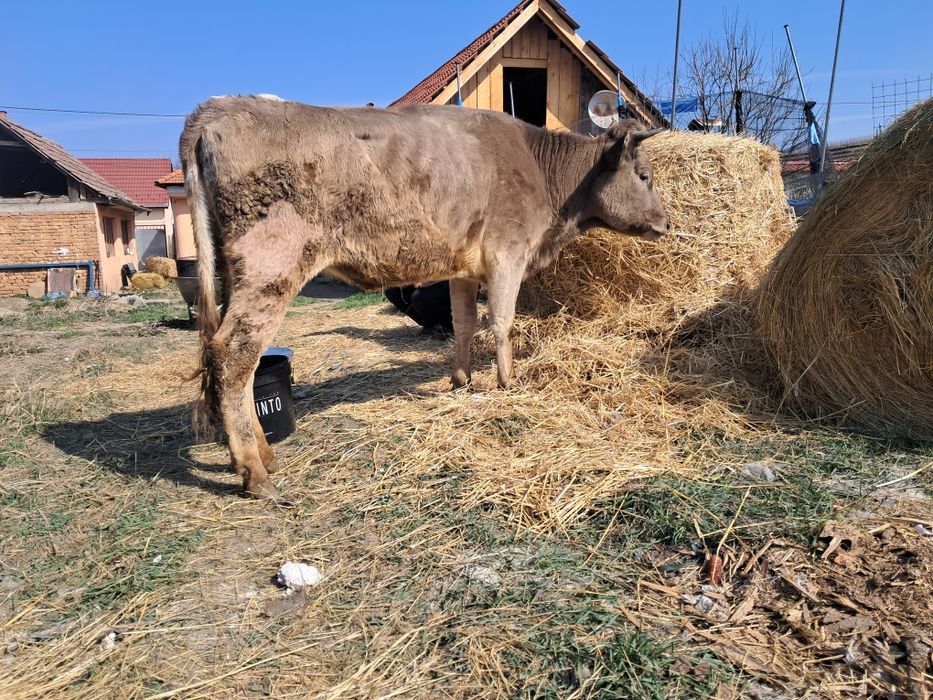 Vând juninca prima fătare gestanta an 4 lunii