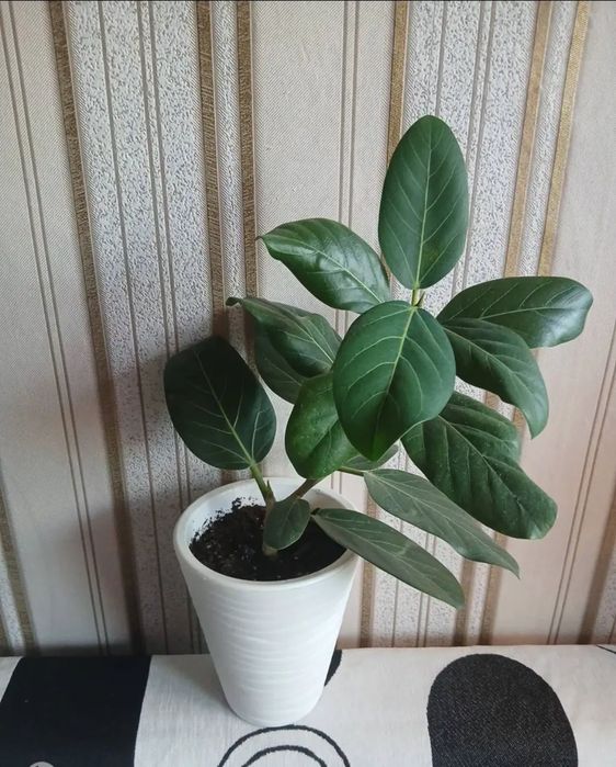 Продам домашние цветы