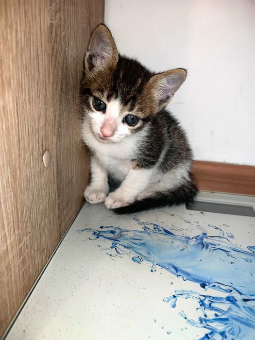 Подарявам  коте