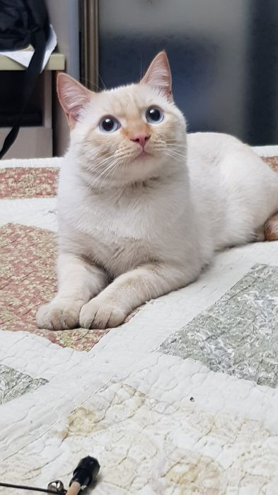 Потерялся кот на КШТ