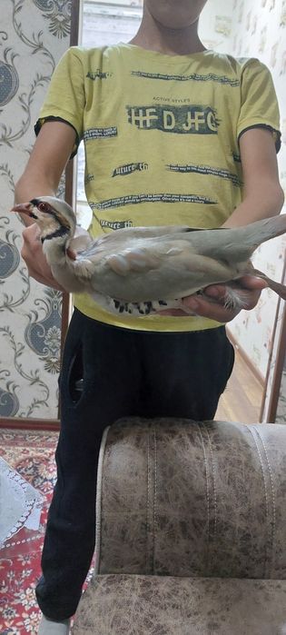 Какликлар сотилади уй шароитида бокилган холати зур