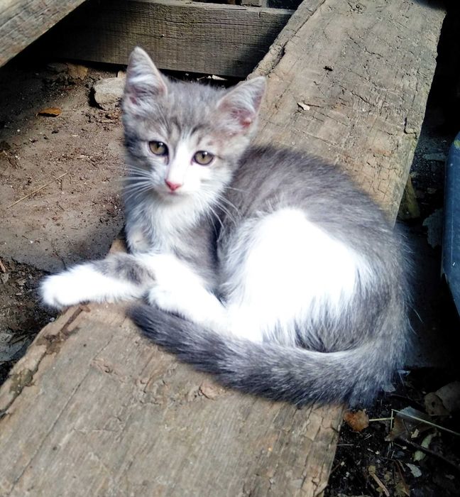 отдам котят в добрые руки