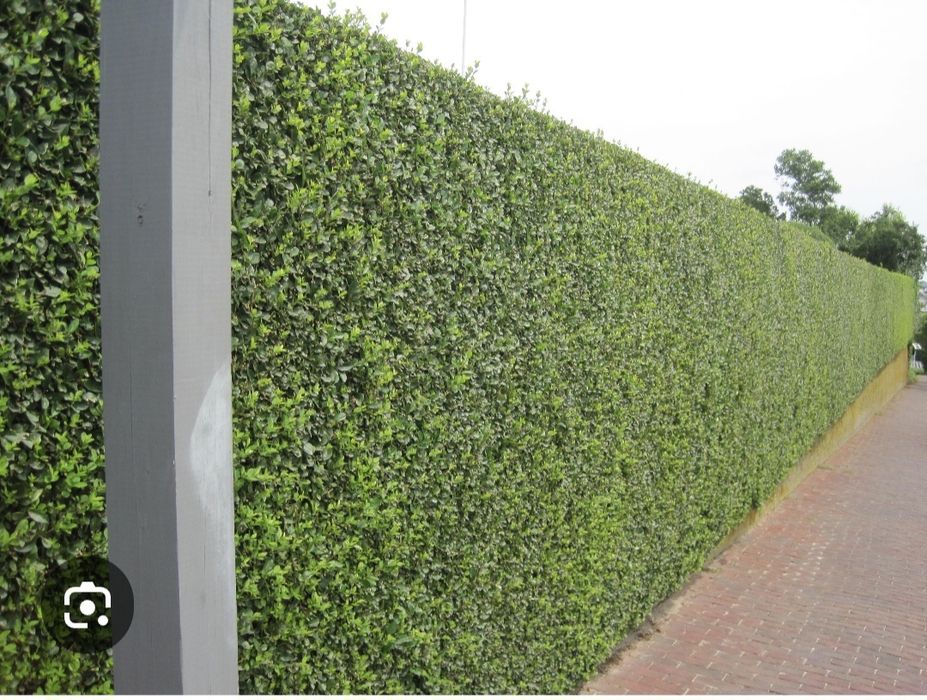 Лигуструм за жив плет 50см гол корен.