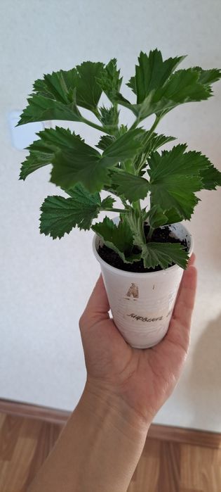 Королевская пеларгония