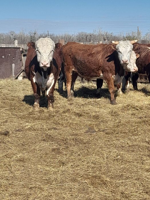 Продам быков с откорма