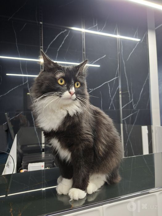 Котик мальчик кастрат
