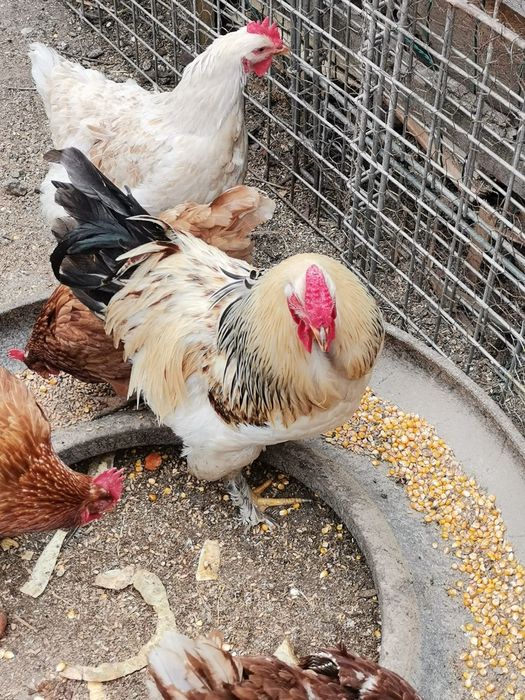 Vând sau schimb cocoși!