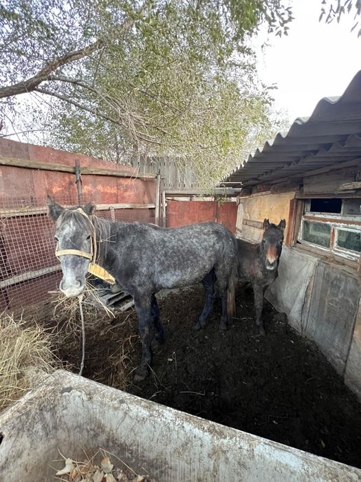 Продам кобылу с жеребенком(жеребёнок девочка)